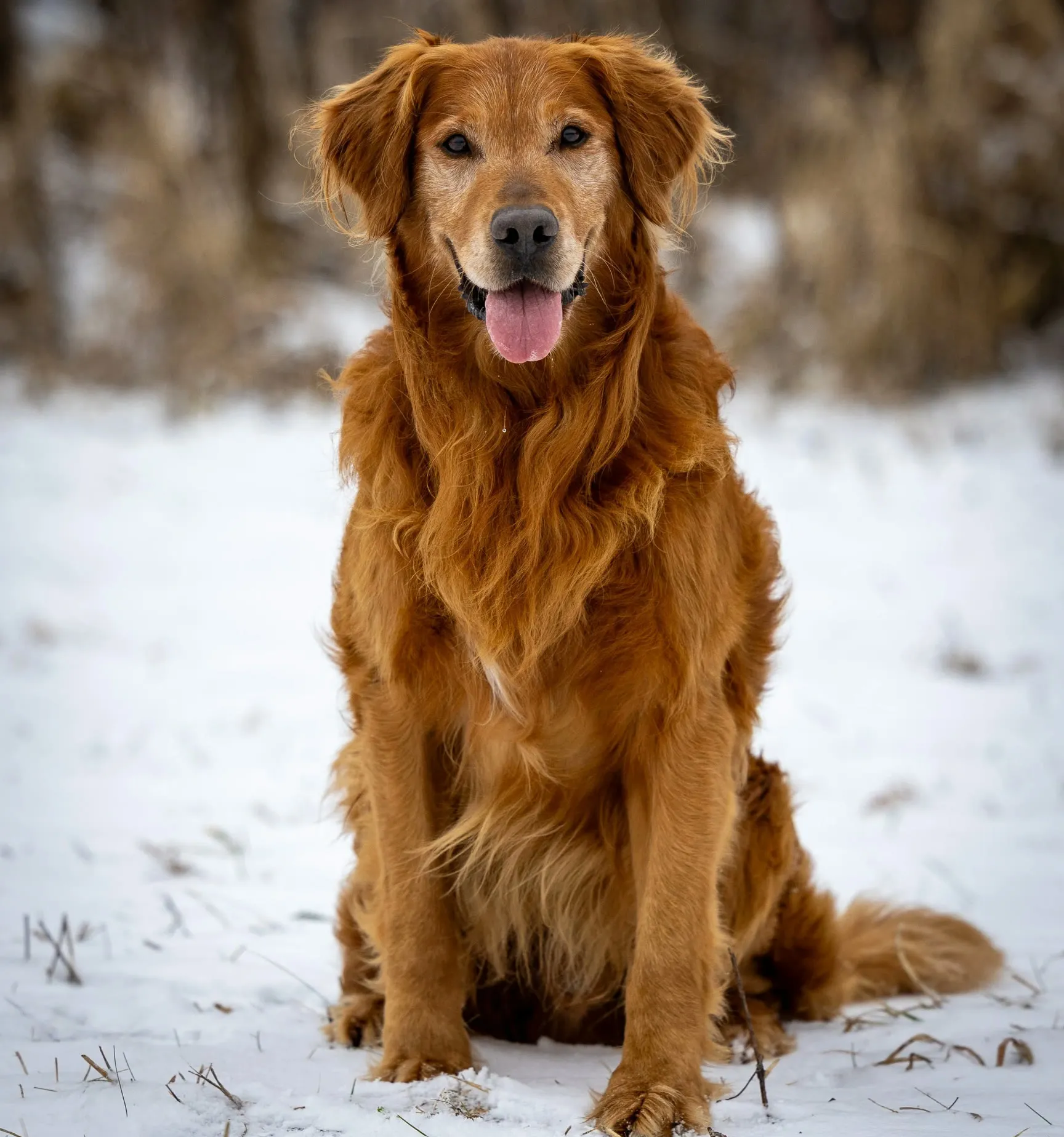Angus, Master Hunter and GRCA Outstanding Sire at Granite Rock Retrievers